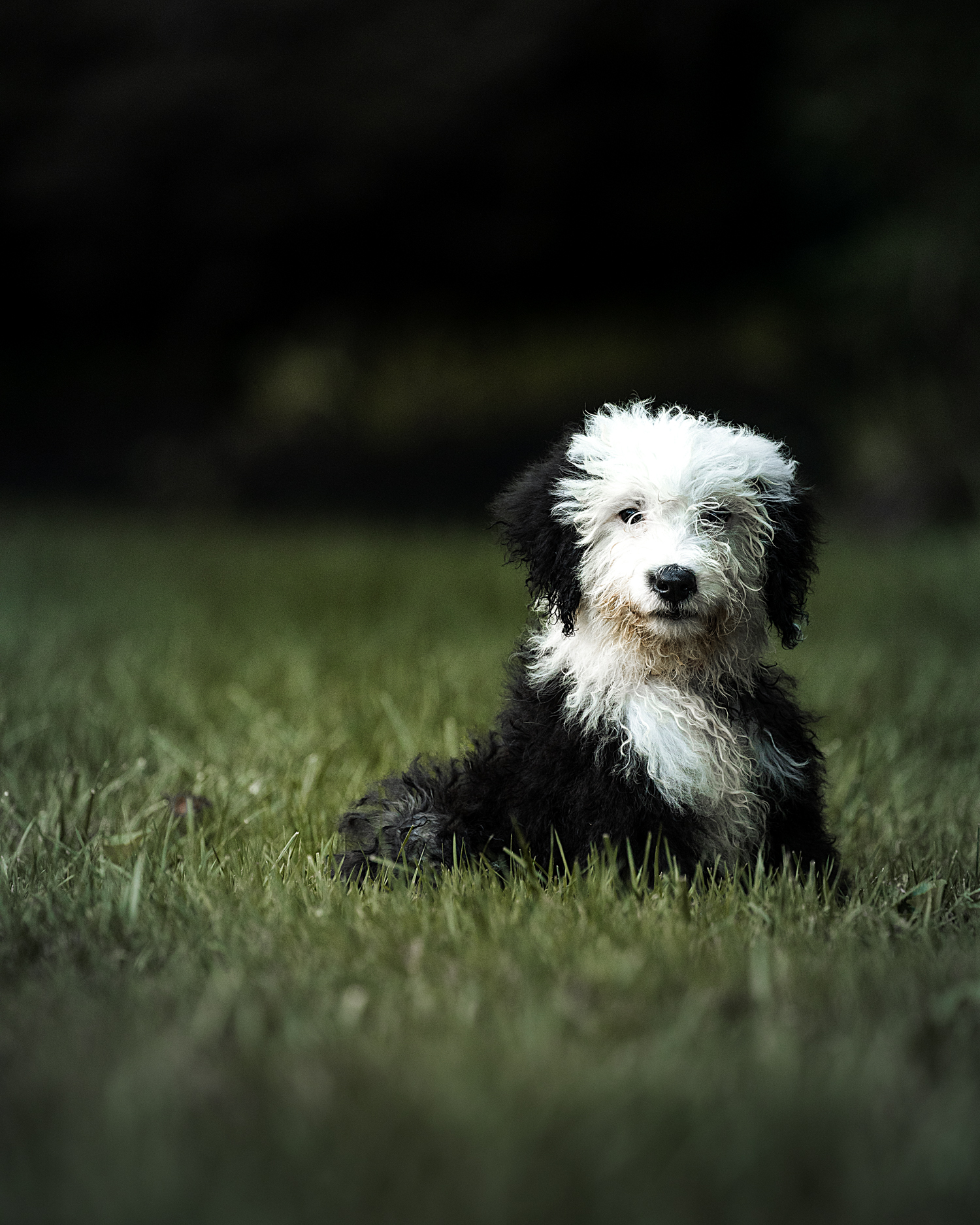 Tilly, our sheepadoodle