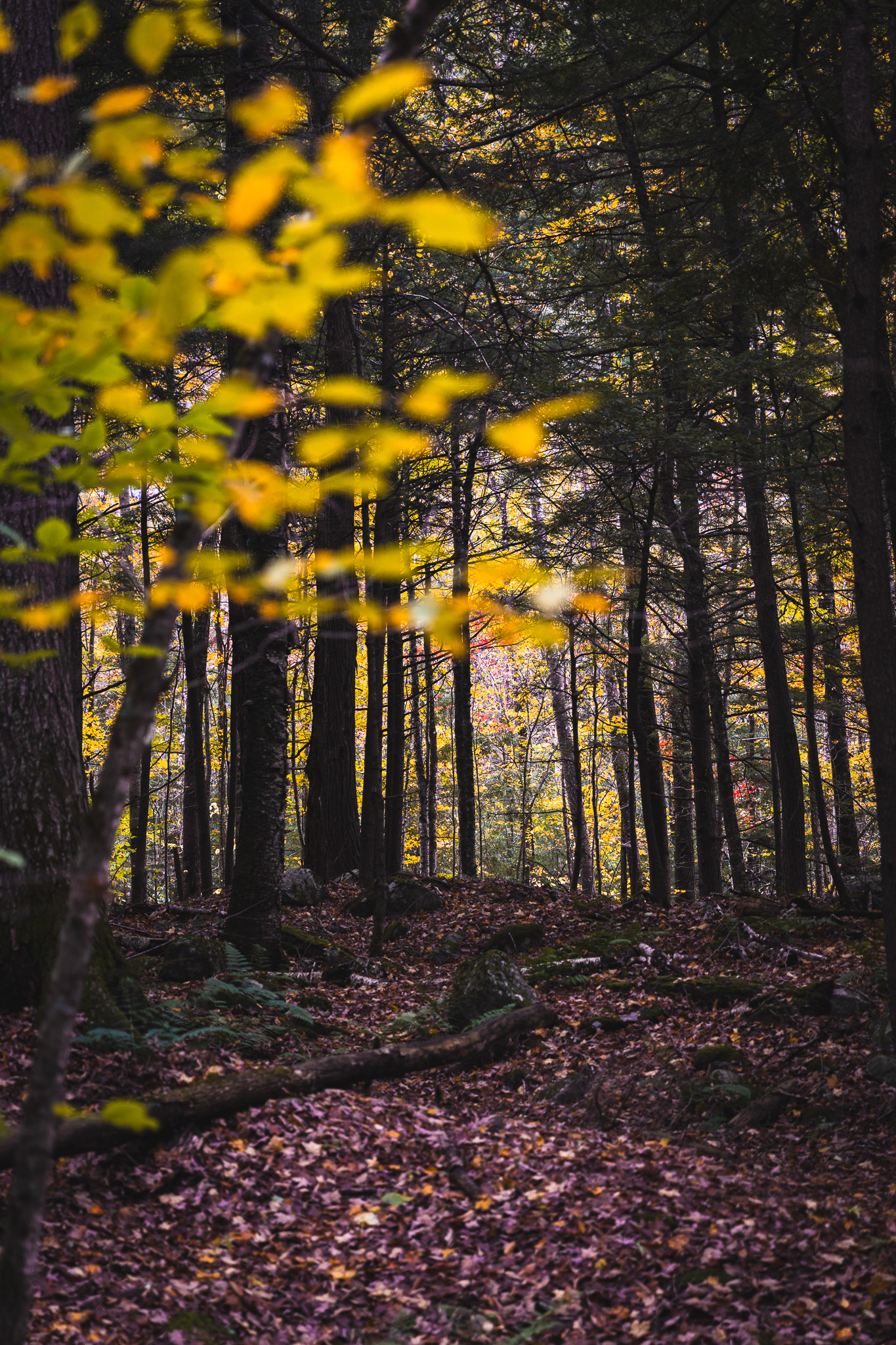 Roaring Brook Falls fall foliage