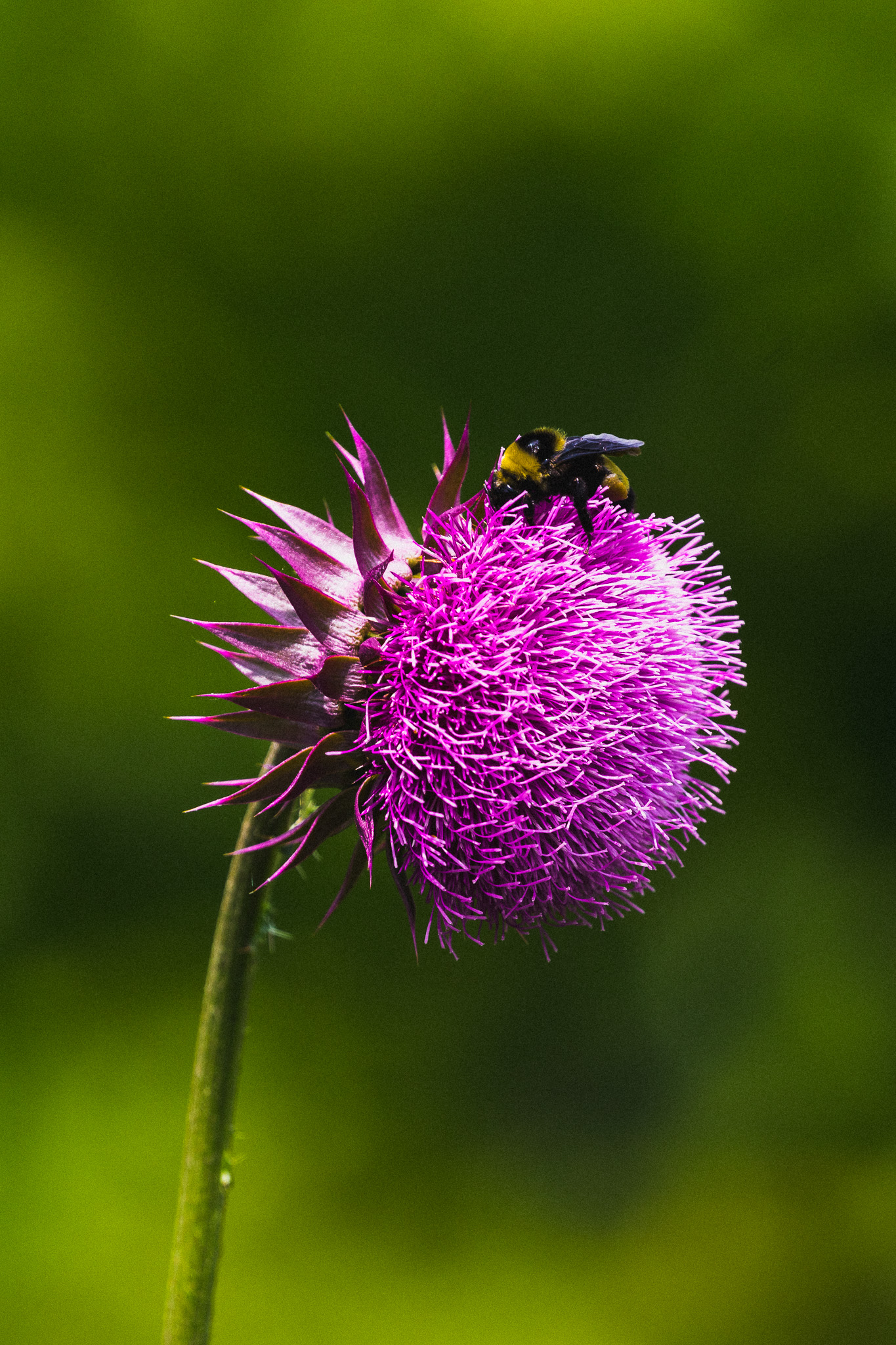 Bee on flower
