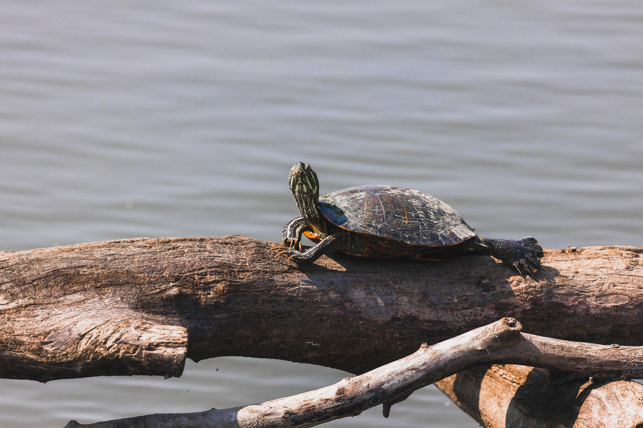 Turtle on a log