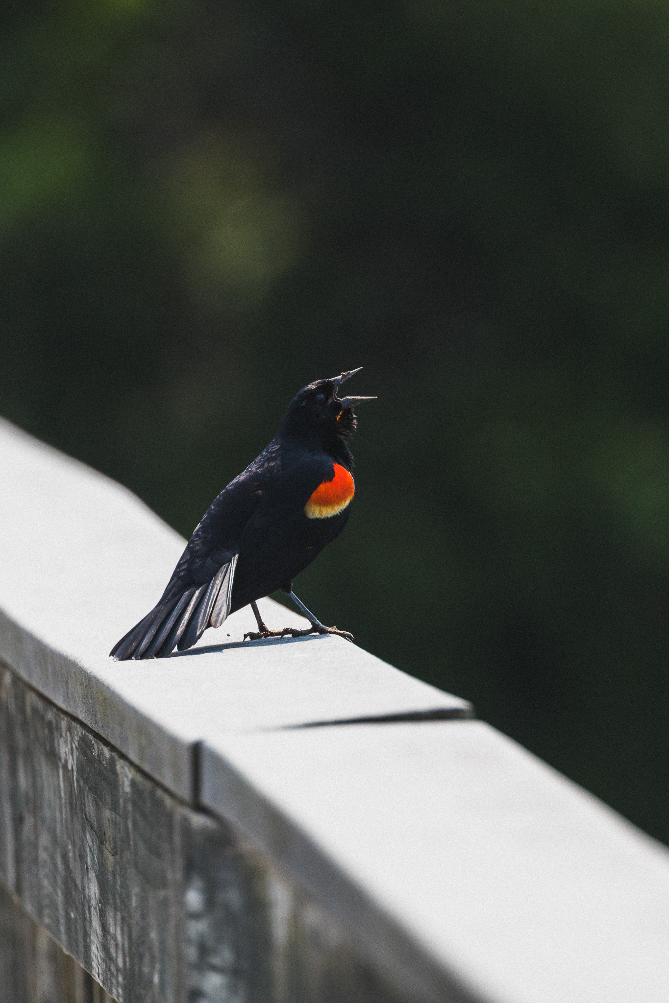 Red-winged blackbird