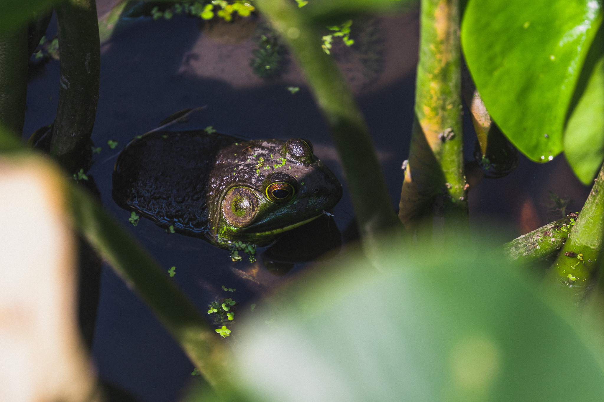 Green frog