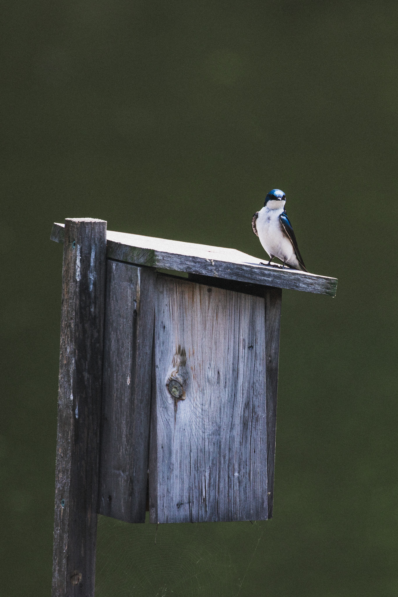 Tree swallow