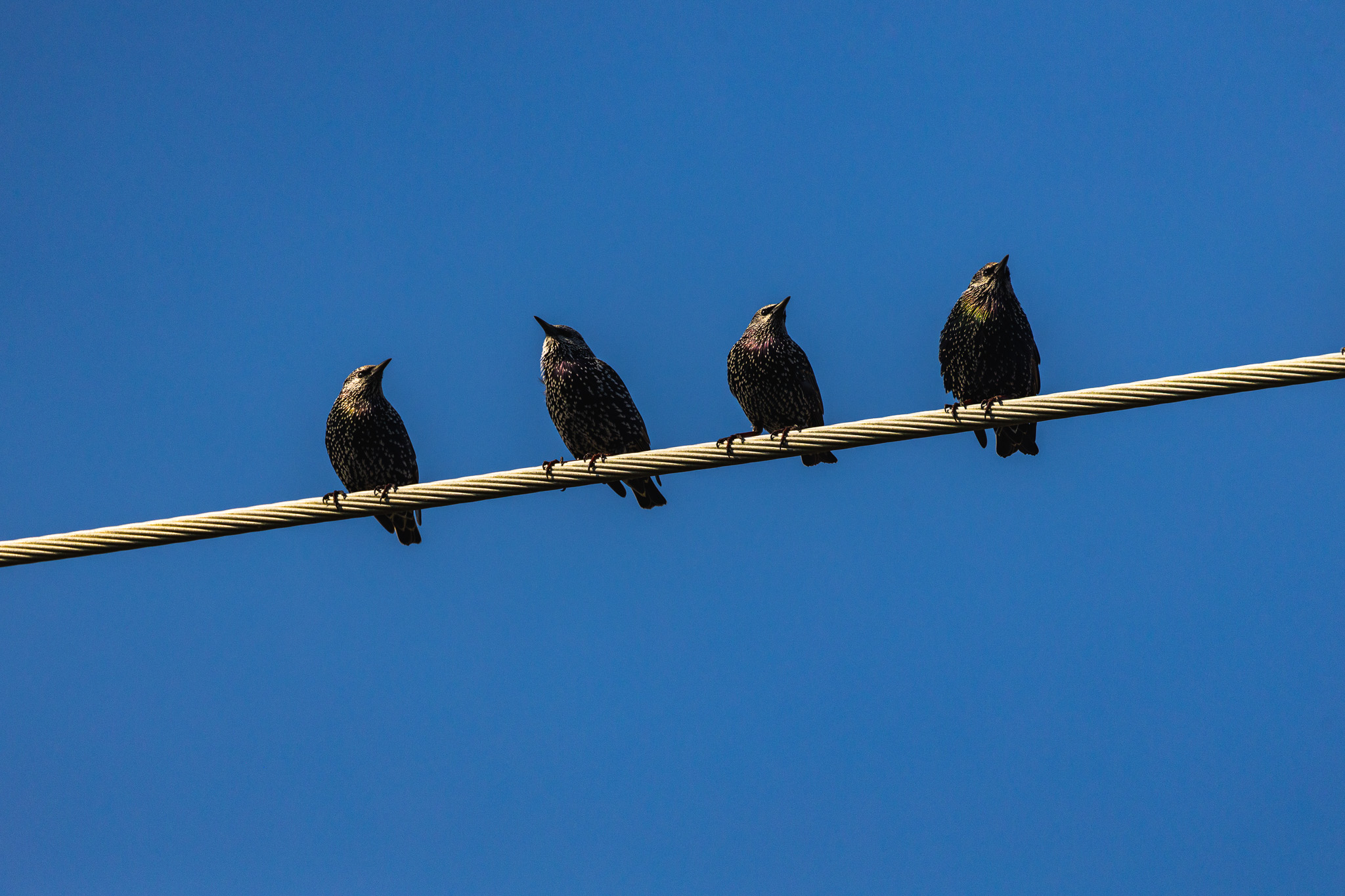 4 birds sitting on a wire