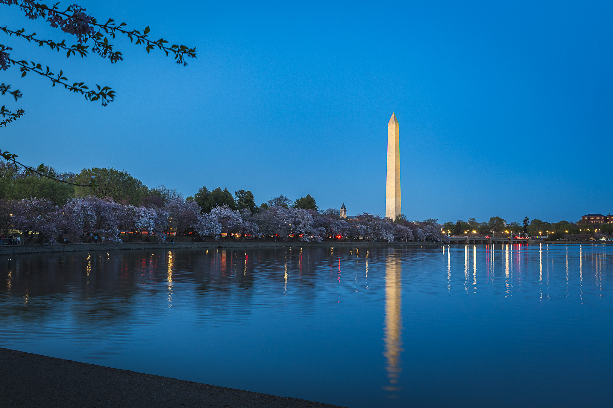 The Washington Monument at twilight with cherry blossoms in front of it