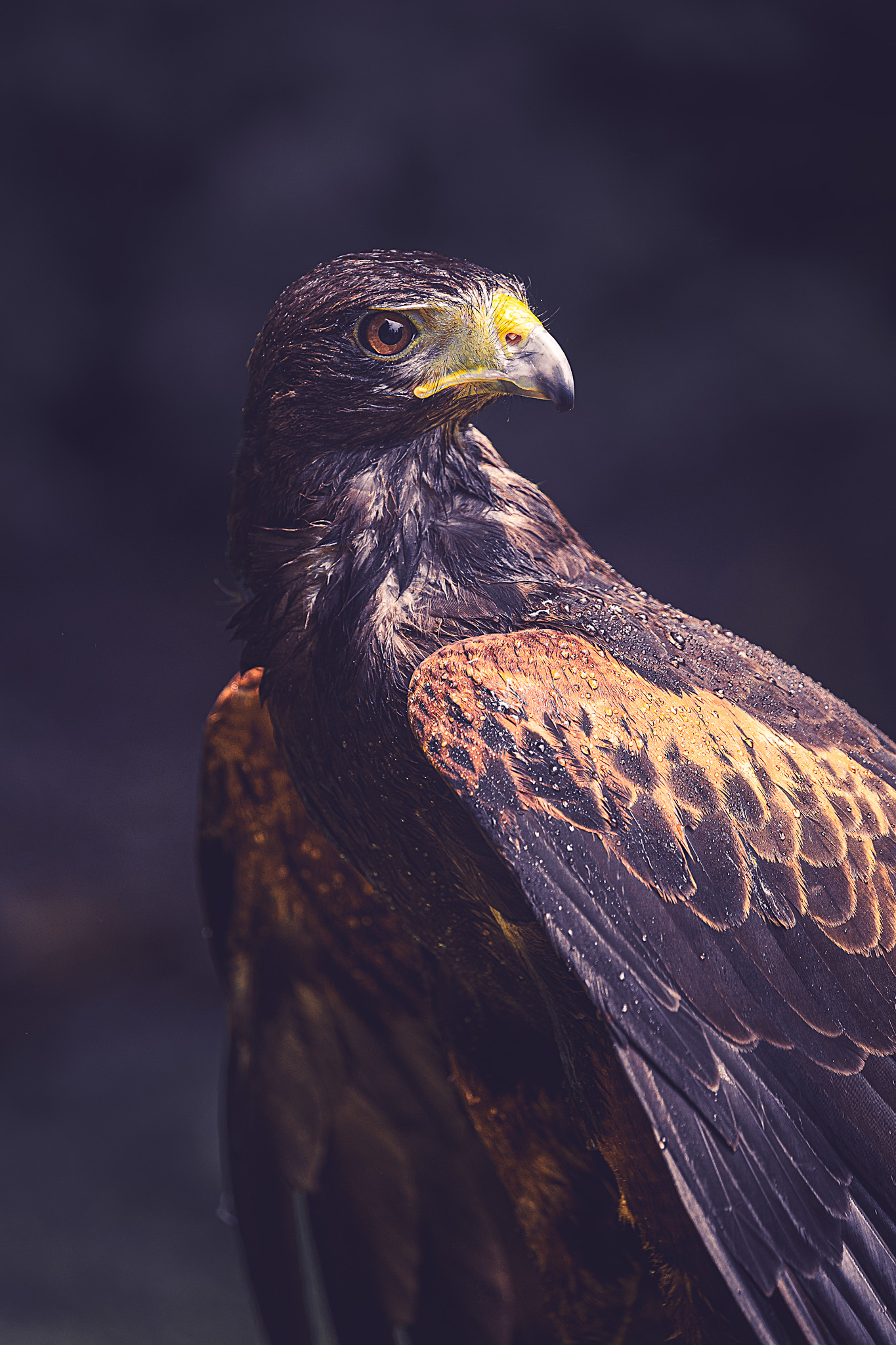 A perched golden eagle