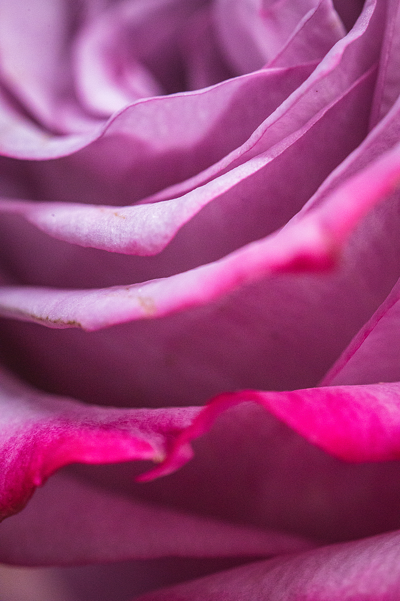 Close-up of pink rose petals