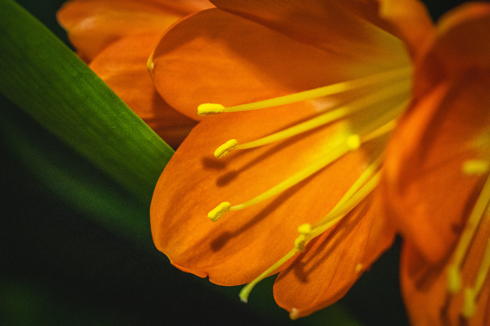 Yellow stamens on an orange flower