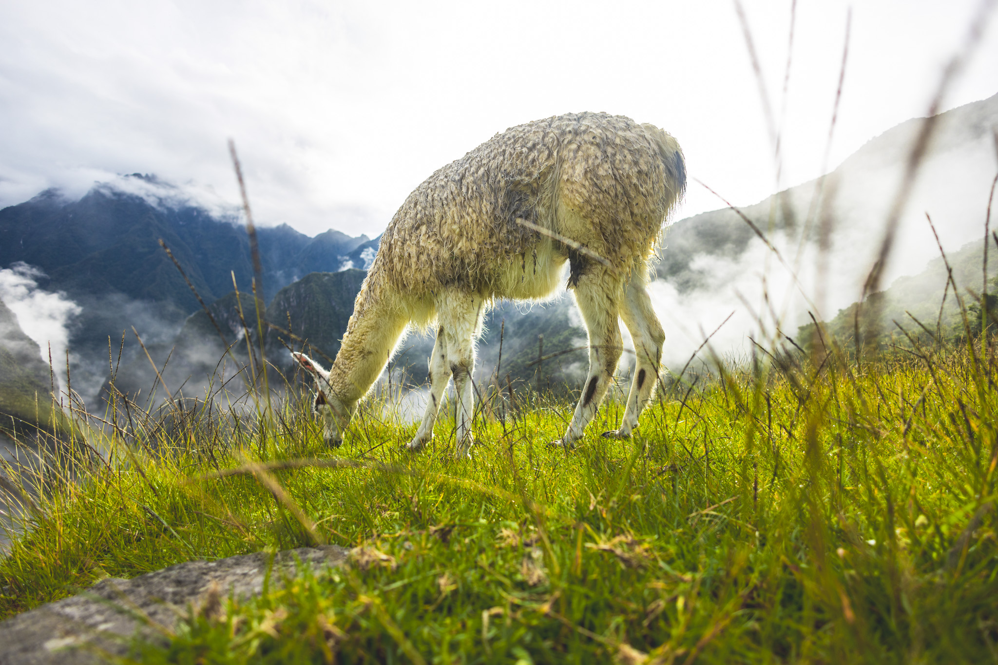 One of the llamas of Machu Picchu