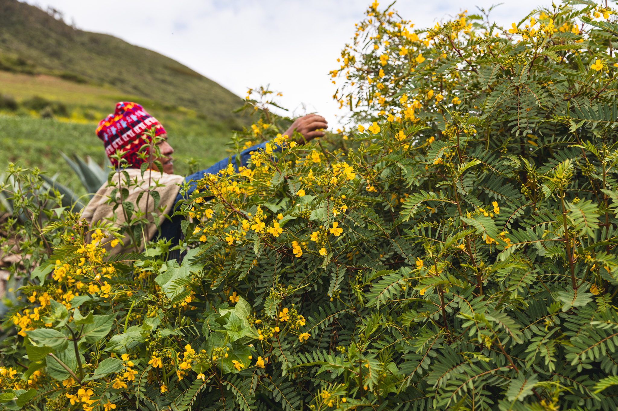 Efrain introduces us to local plants