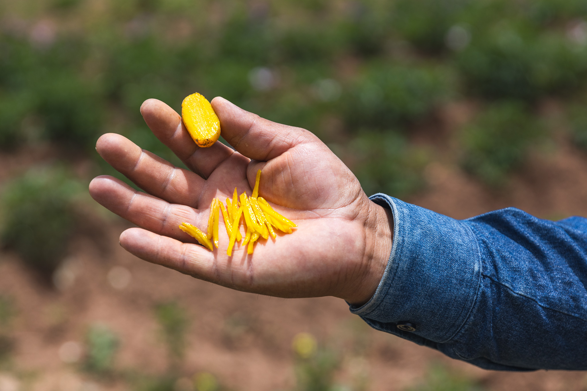 Yellow potatoes