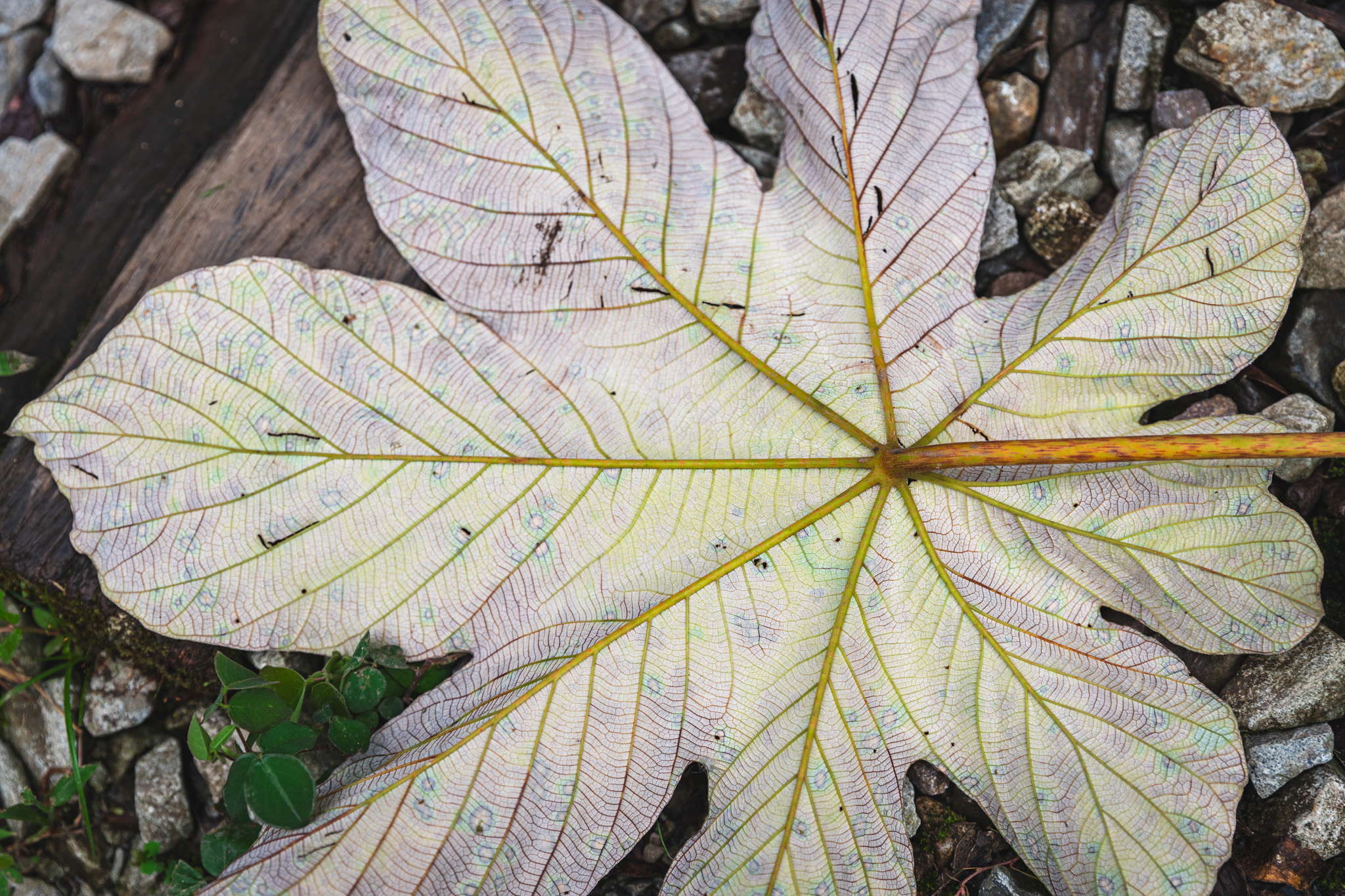 A giant leaf found along the railroad tracks